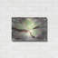 «Glowing Succulent I» par Lori Deiter-774869122