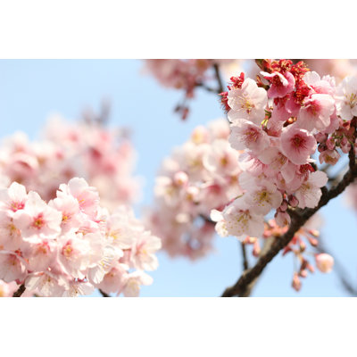 Sakura - Wrapped Canvas Print