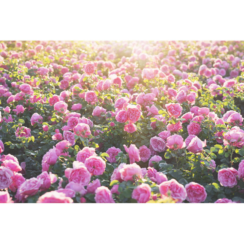 Pink Rose Blooming Garden by Batuhan Toker - Wrapped Canvas Print, 30cm H x 46cm W