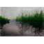 Parvez Taj - Wrapped Canvas Print-12309350