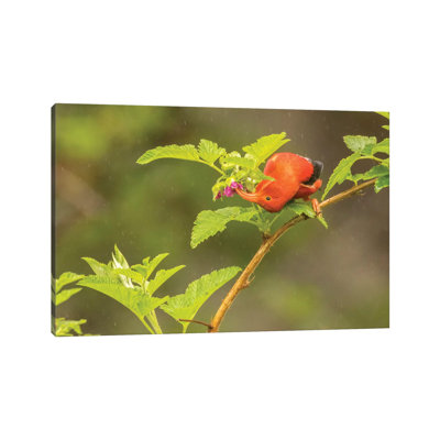 USA, Hawaii, Hakalau Forest National Wildlife Refuge. I'iwi Feeding On Ocala In The Rain. by Jaynes Gallery - Wrapped Canvas Gallery-Wrapped Canvas Giclée