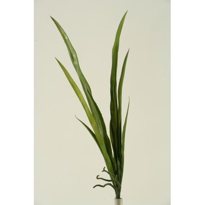 Plante de feuillage orchidée de feuilles