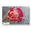 Pink Protea Flower - Wrapped Canvas-61838307