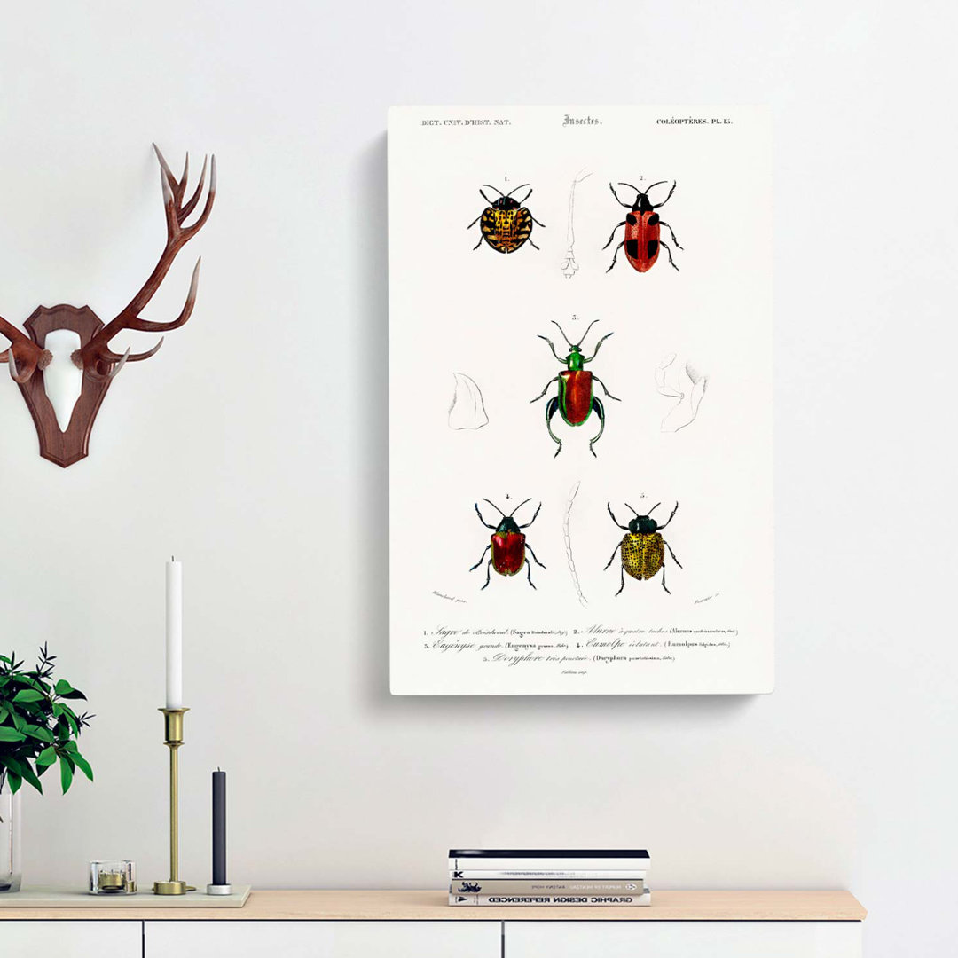 Beetle Illustrations PL. 15 by Charles D Orbigny - Wrapped Canvas