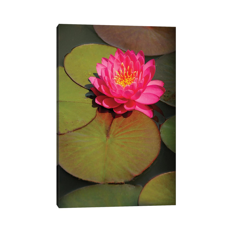 Pink Water Lily by Brian Wolf - Wrapped Canvas Print, 30.48cm H x 20.32cm W x 1.91cm D