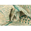 Tapis bleu sarcelle Mosser