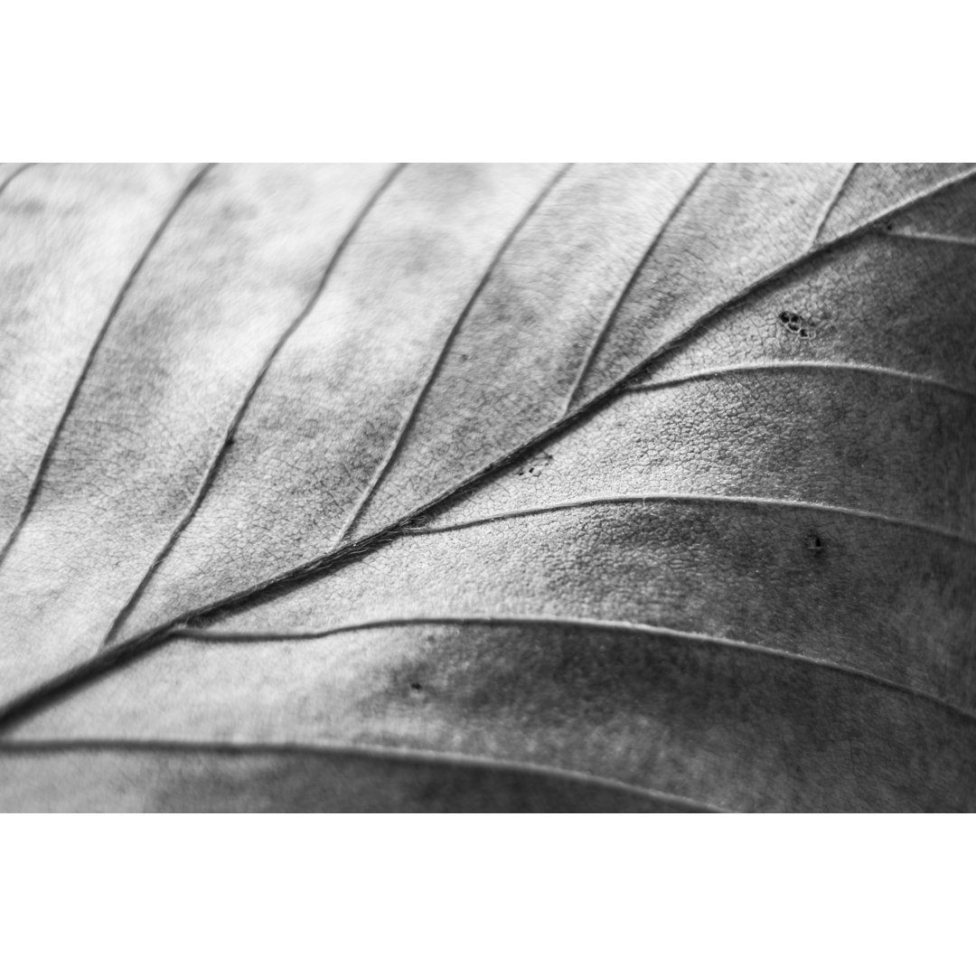 Black And White Leaf von MRaust - Leinwandbild