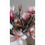 Tige de magnolia rose 20 po