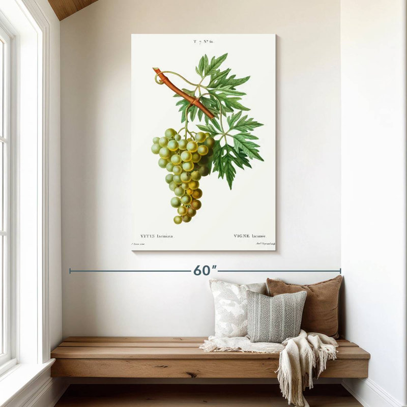 Yarlin Grape Vine - Vitis Laciniata, 48" H x 32" W