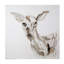 Deer Head Study I Painting by Mia Malcolm Studio-26729152-26729153
