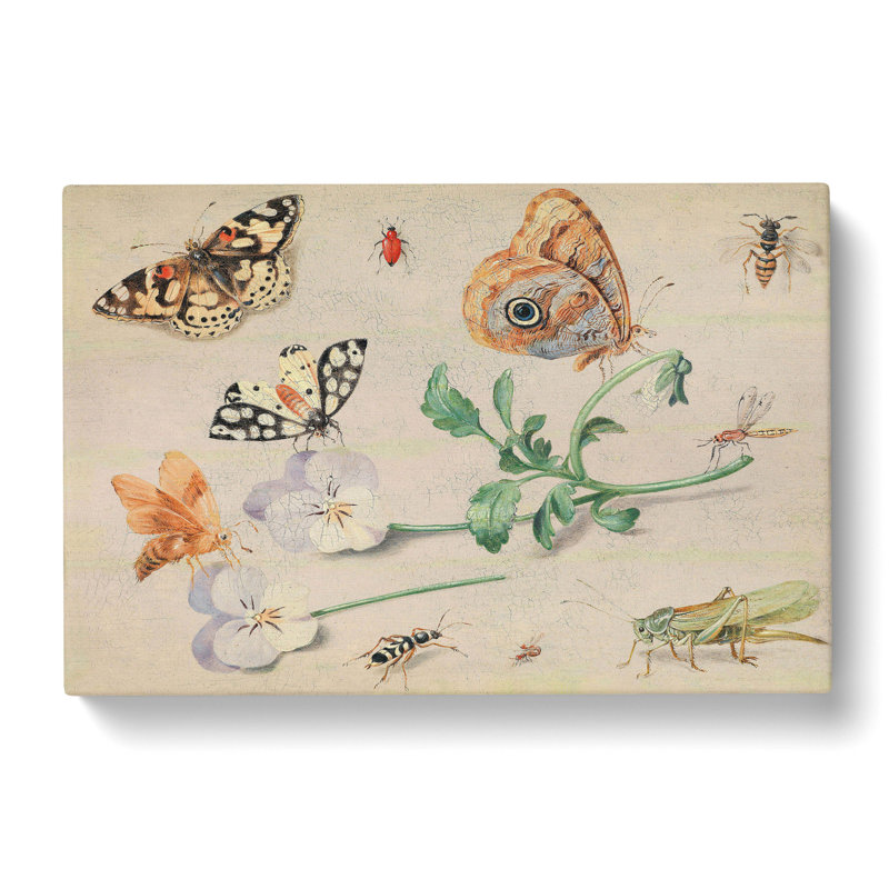 Butterflies and Insects Vol.2 by Jan Van Kessel - Wrapped Canvas, 40cm H x 60cm W x 3cm D