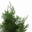 90cm Faux Tree in Pot Liner