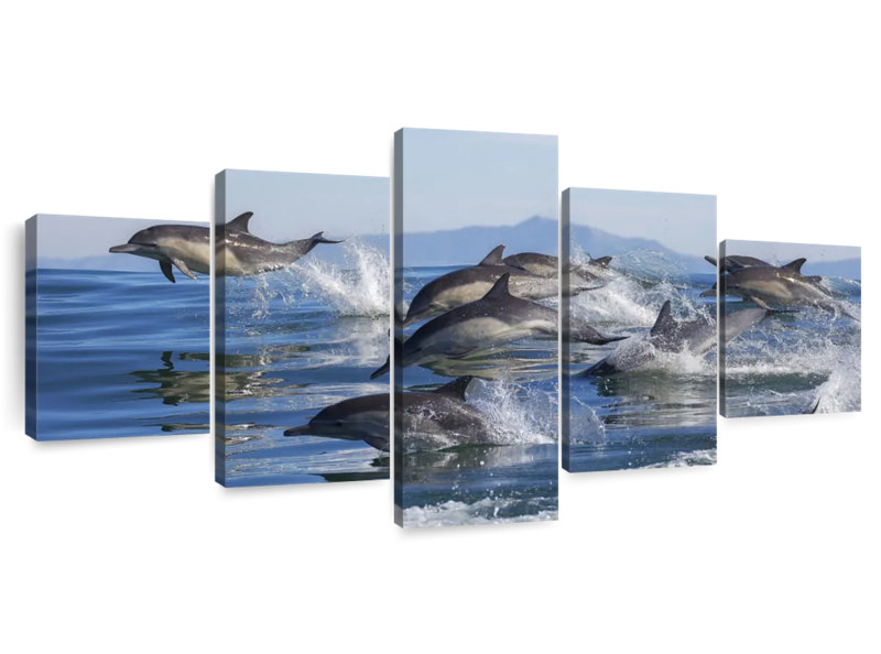 Dolphin Pod
