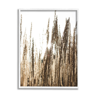 " Light Ray Though Wheat Field " by Susan Ball