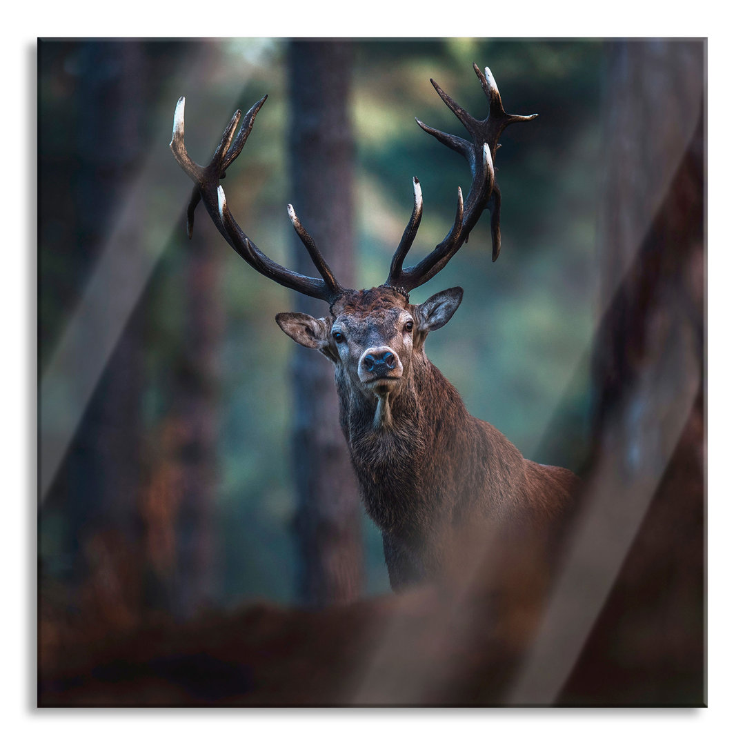 Glasbild Hirsch im Wald schaut Neugierig in die Kamera