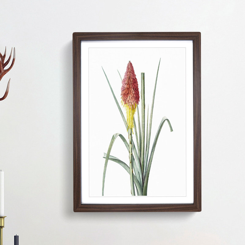 Red Hot Poker Flower by Pierre-Joseph Redoute - Picture Frame Painting Print, Walnut Framed, 36cm H x 27cm W x 2cm D