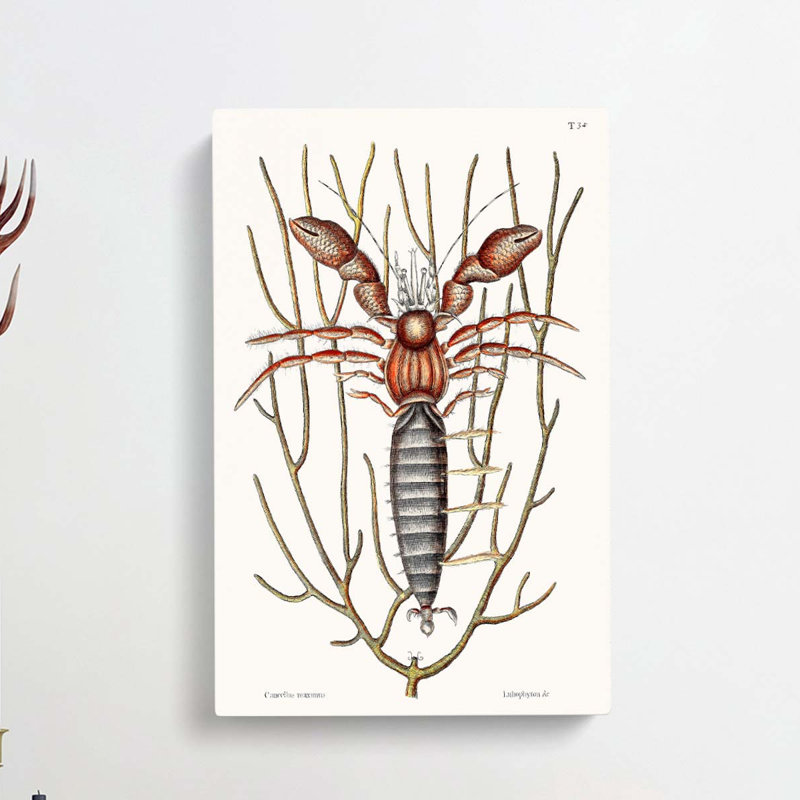 Sea Hermit Crab by Mark Catesby - Wrapped Canvas, 91cm H x 60cm W x 3cm D
