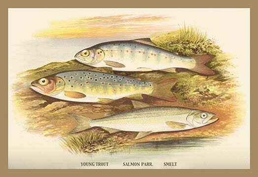 Young Trout, Salmon Parr. And Smelt by A.F. Lydon Print