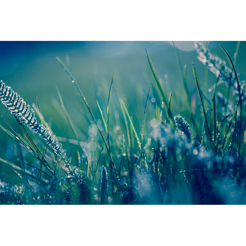 Herbe fraîche avec gouttes d'eau par Jasmina007, H 8 po x l 12 po