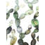 Motif de cactus Opuntia - chambre à coucher verte, impression encadrée-902038474-902038473
