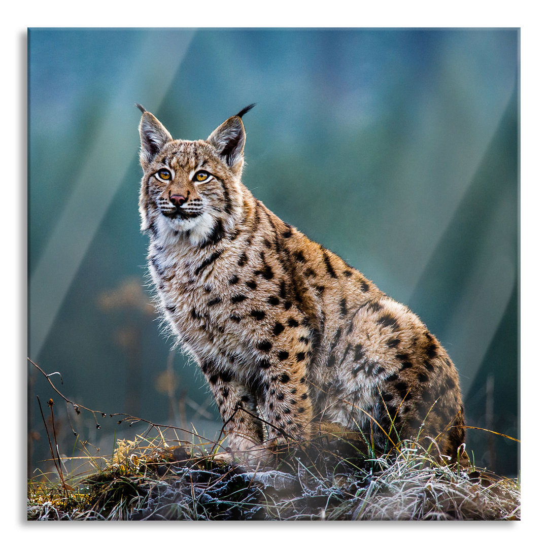 Glasbild Europäischer Luchs auf Wiese