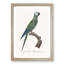 Red-Bellied Macaw Parrot by F. Levaillant - Picture Frame Painting Print-55598124-55598125