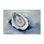 Art mural sur toile Traditional Mollusk View par Petal Prints Design