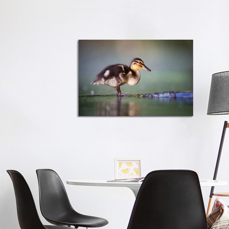 Duckling II by Mateusz Piesiak - Wrapped Canvas Print, 66.04cm H x 101.6cm W x 1.905cm D