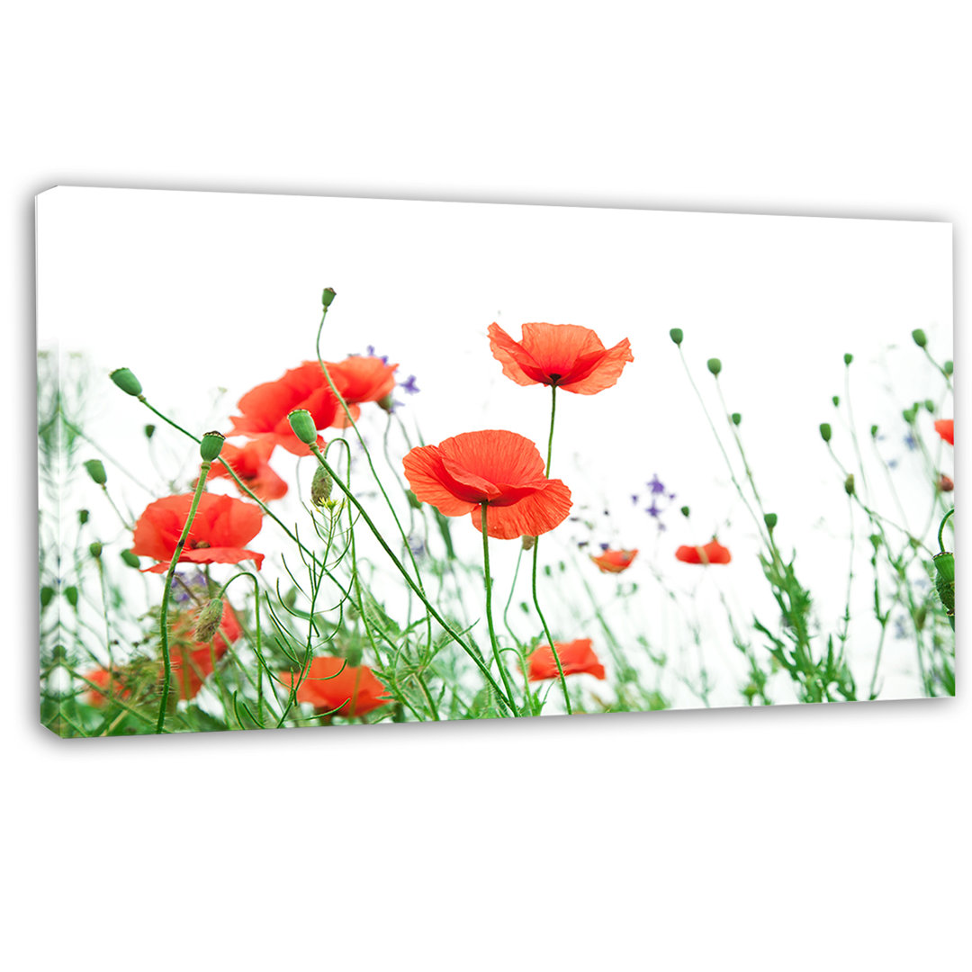 " Poppy Flowers On White Background " Design Art 