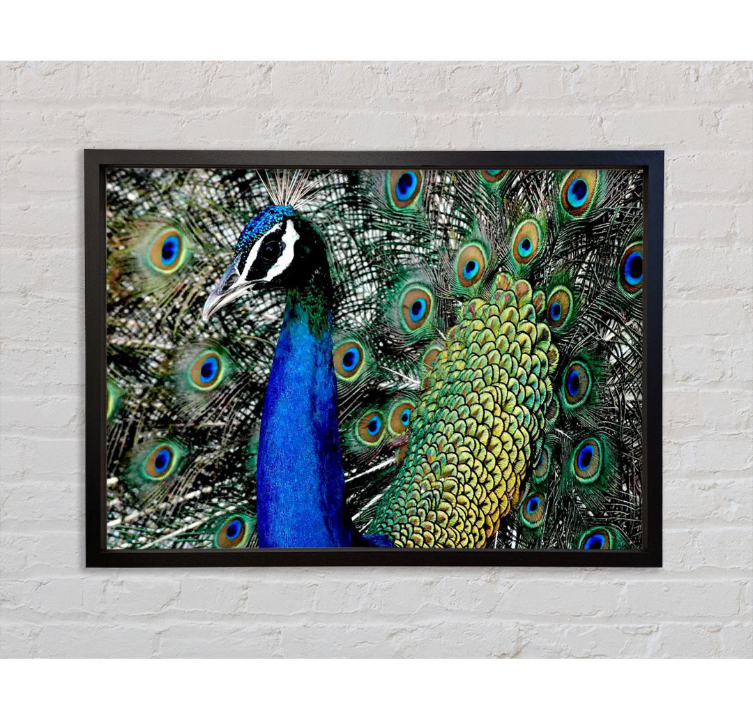 Peacock Stare - Einzelner Bilderrahmen Kunstdrucke auf Leinwand