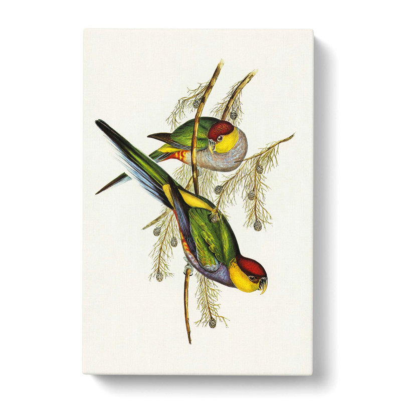 Parakeets by Elizabeth Gould - Wrapped Canvas, 60cm H x 40cm W x 3cm D
