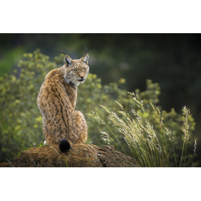 Lynx Portrait - Wrapped Canvas Print