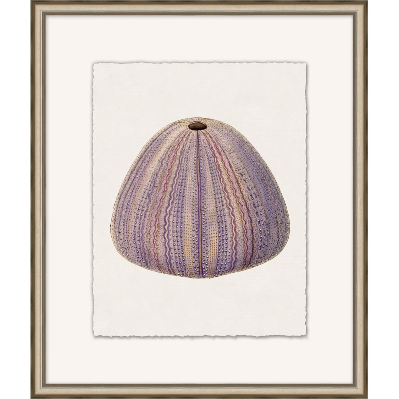 Mauve Shell Study 1 - Peinture encadrée sur papier