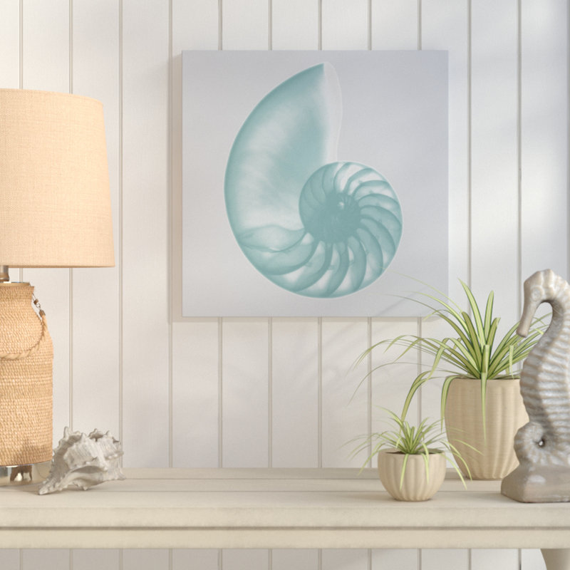 Aquifer Sea Shell - Wrapped Canvas Print, 122cm H x 122cm W