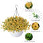 Arrangement en panier-1324873731
