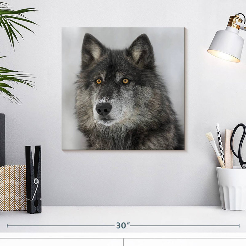 Crowle Surprised Black Wolf, 16" H x 16" W