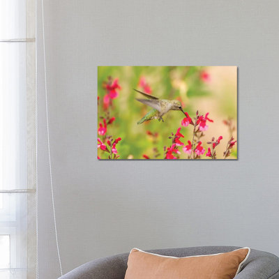 USA, Arizona, Desert Botanic Garden. Feeding hummingbird. 1 Piece Wrapped Canvas Wall Art