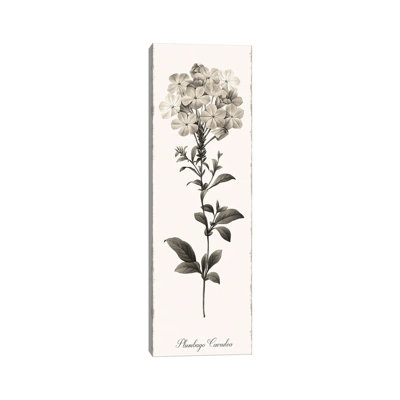 Slender Leadwort by Kelly Donovan - Wrapped Canvas Panoramic Painting