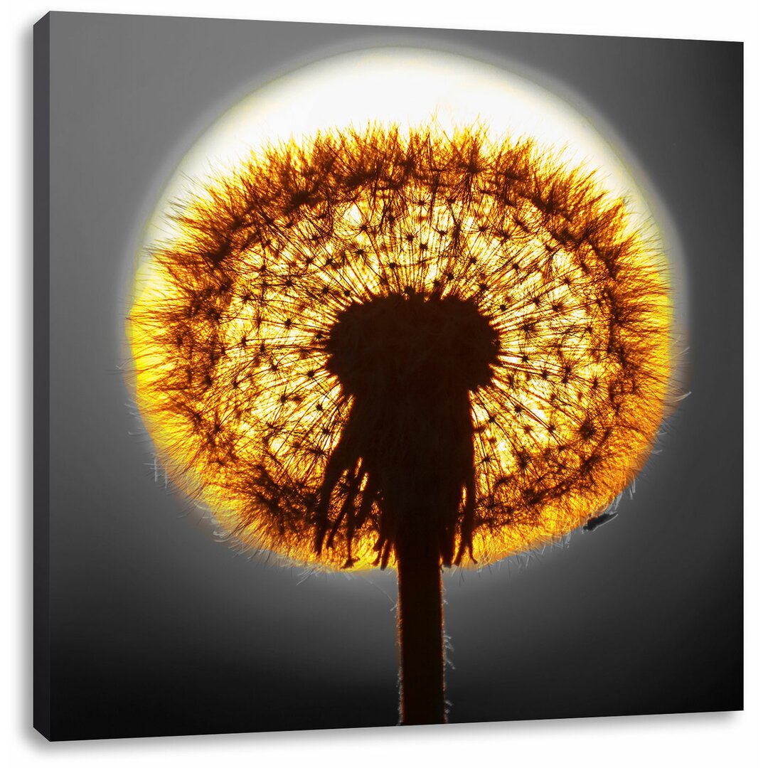 Leinwandbild Pusteblume vor untergehender Sonne