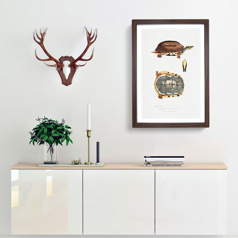 Three Banded Box Terrapin by John Edward Gray - Framed Print, 48cm H x 36cm W x 2cm D, Walnut Framed