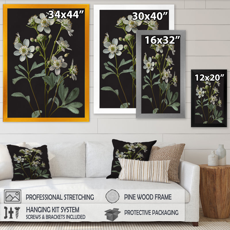 «Blossoming Diphylleia Grayi on Black I», reproduction sur toile, Cadre photo noir, H 20 po x l 12 po x P 1 po