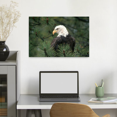 1990S Bald Eagle Heliaeetus Leucocephalus Sitting In Pine Tree Abstract Classic Retro Bird Landscape Nature Wall Art