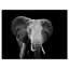 Artistique éléphant - impression sur toile tendue-29495661