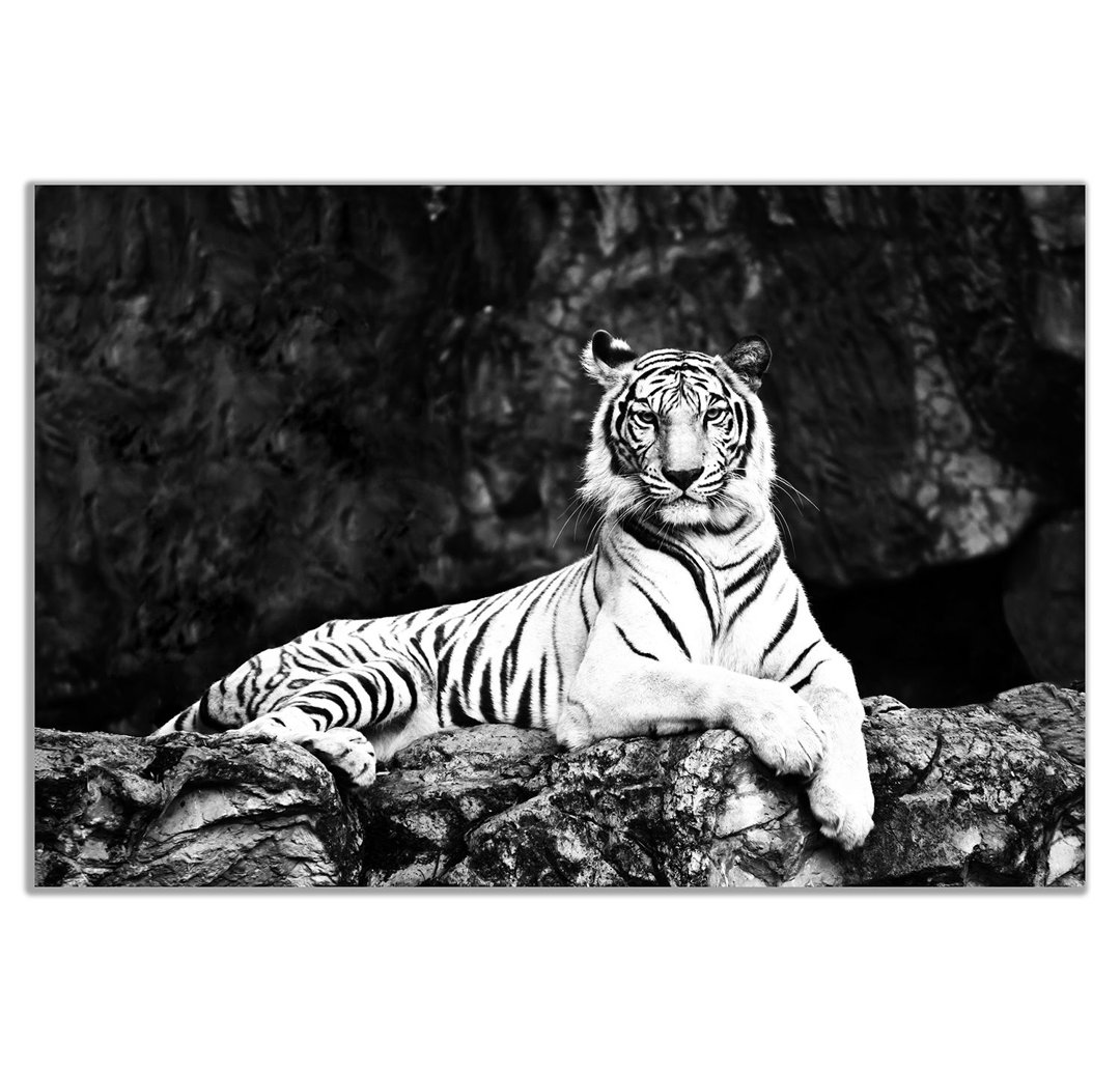 White Tiger Lie On Rock - Wrapped Canvas Print