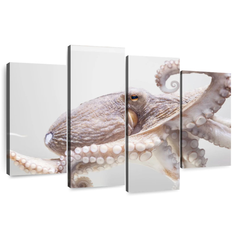Aquarium Octopus