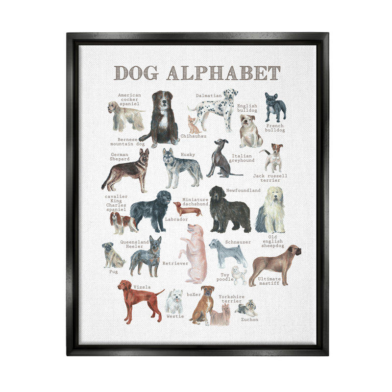 «Dog Alphabet Plusieurs Races», Cadre flottant noir de jais, H 21 po x l 17 po x P 1,7 po