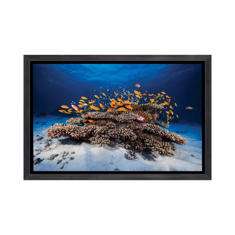 «Marine Life» - reproduction, H 26 po x l 40 po x 1,5 po, Toile avec cadre noir patiné, Pas de tapis