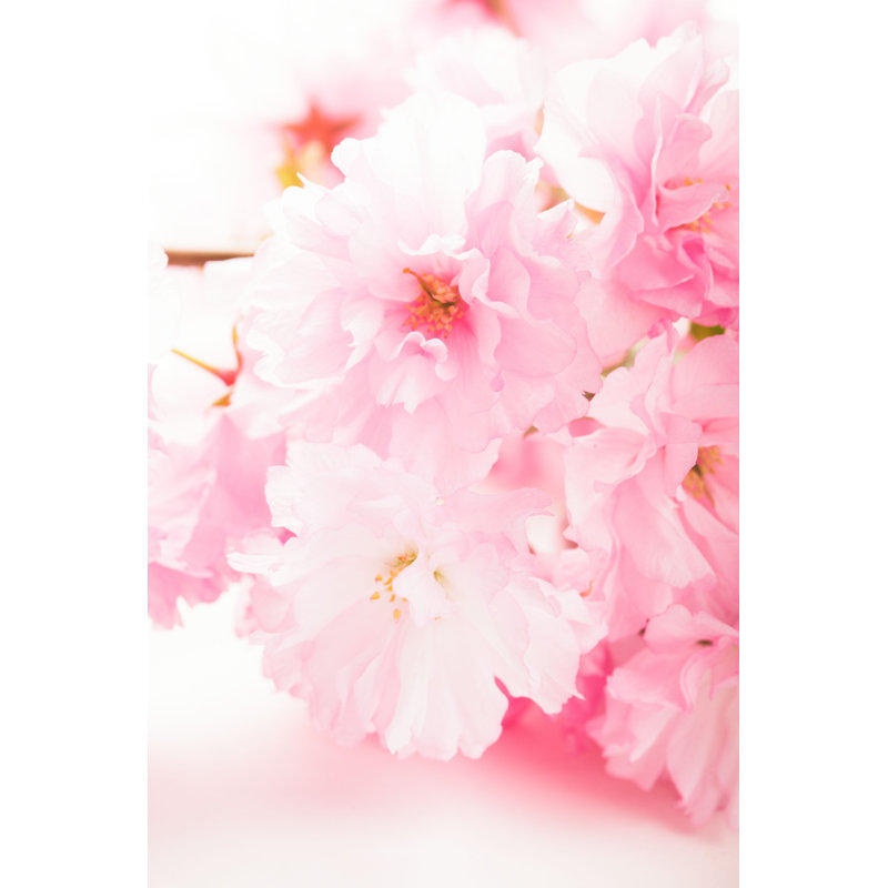 «Pink Flowers» par Oksix - Photographie sur toile tendue, L 20 po x H 30 po