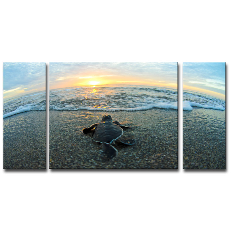 " Turtle " 3 - Pieces