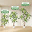 Plant-412834850